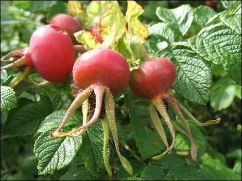 rose hips Pictures, Images and Photos