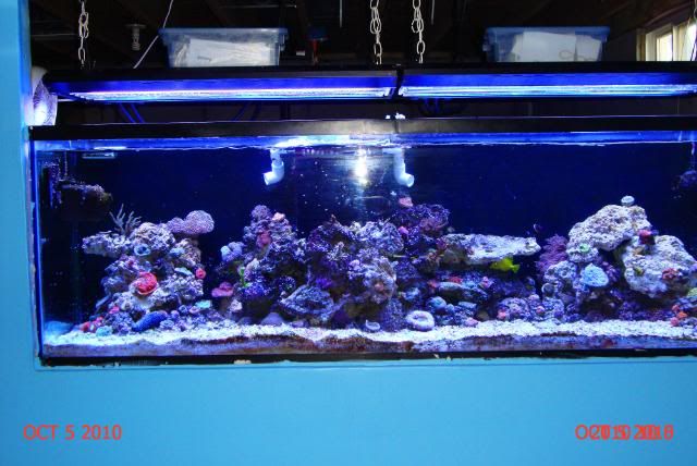 DSC04734 - Member's Official Full Tank Shot Thread