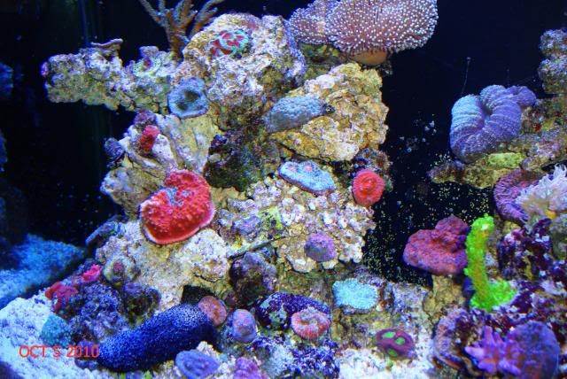 DSC04758 - Member's Official Full Tank Shot Thread