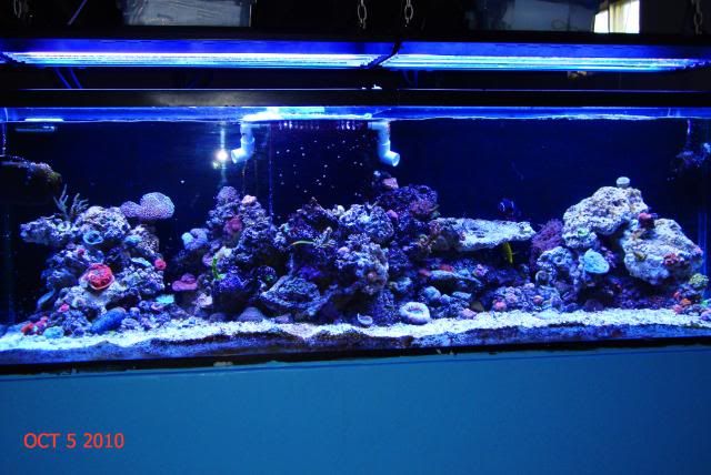 DSC04793 - Member's Official Full Tank Shot Thread