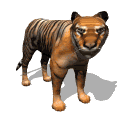 Animated Tiger Gif