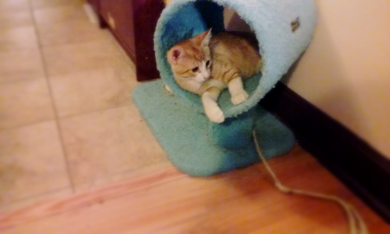 What a glorious day for cat furniture!