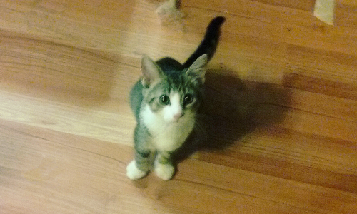 Scrappy
