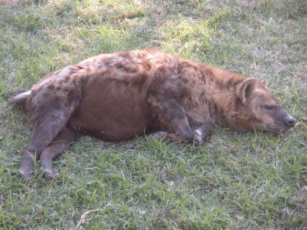 fat hyena