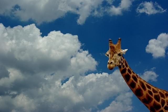 121447253199304500.jpg girraffe image by skamma1