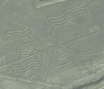 150px-Nasca_Spider_2007_08.jpg