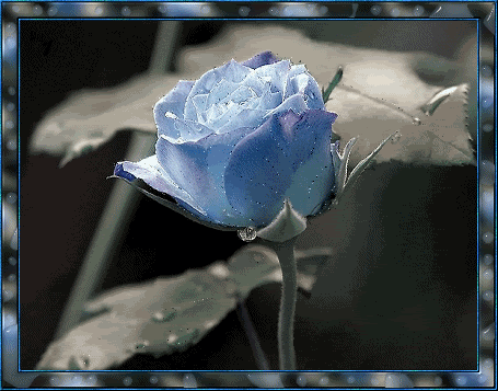 blue flowers rose Comments Good Friday Graphics