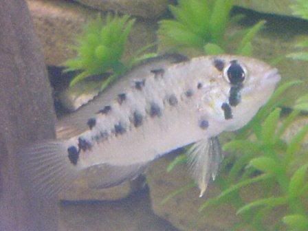 Apistogramma.jpg