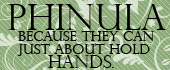 [Image: Phinula2.png]