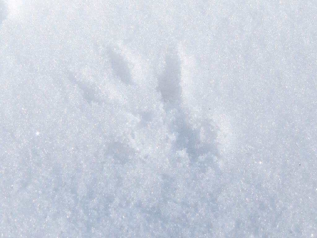 Paw