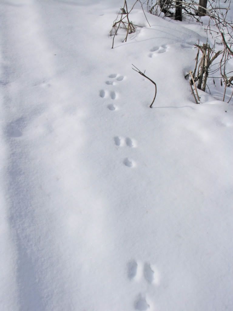 Rabbit tracks