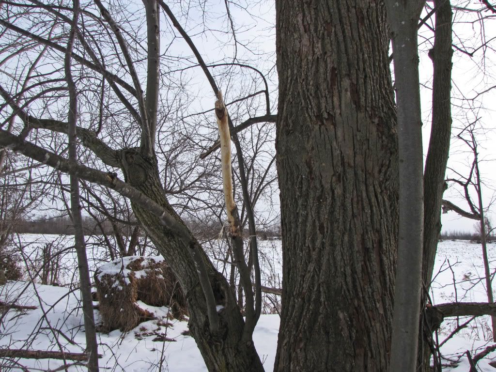 Stripped branch
