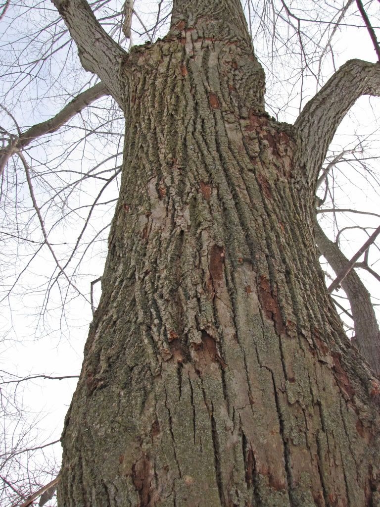 Tree climber