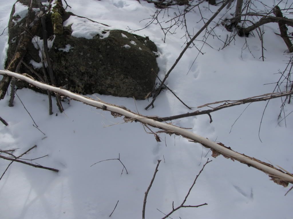 Stripped Branch