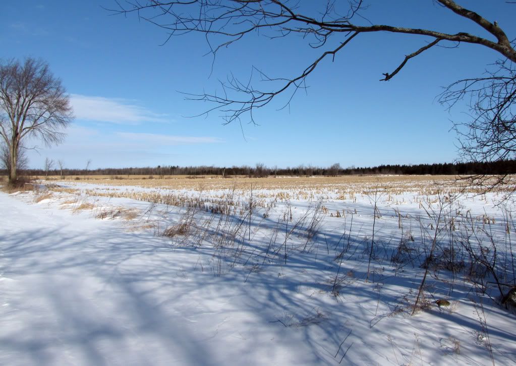 Corn field