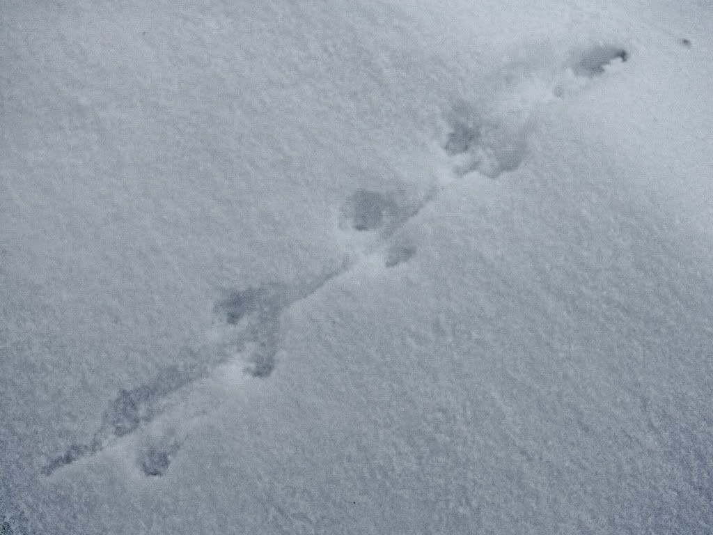 Deer Mouse