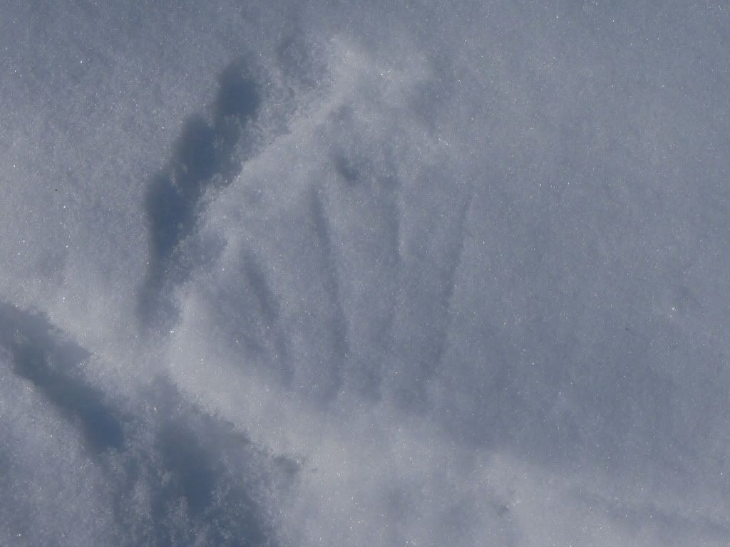 Closeup of wing
