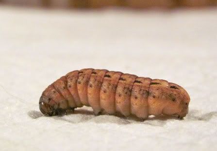 Noctua pronuba