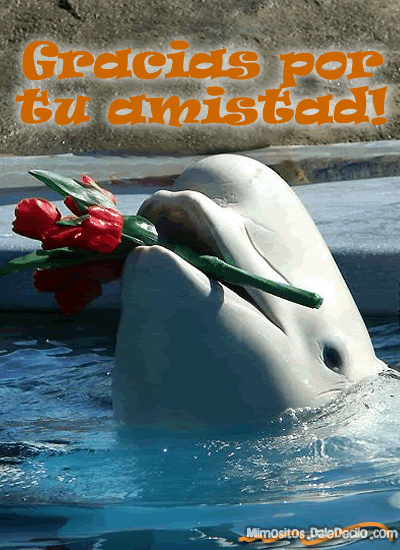 delfin.gif
