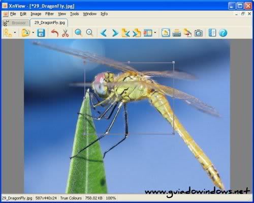 XnView XnView